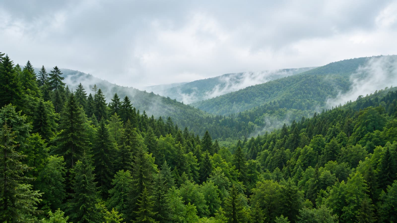 Valley view from the estate
