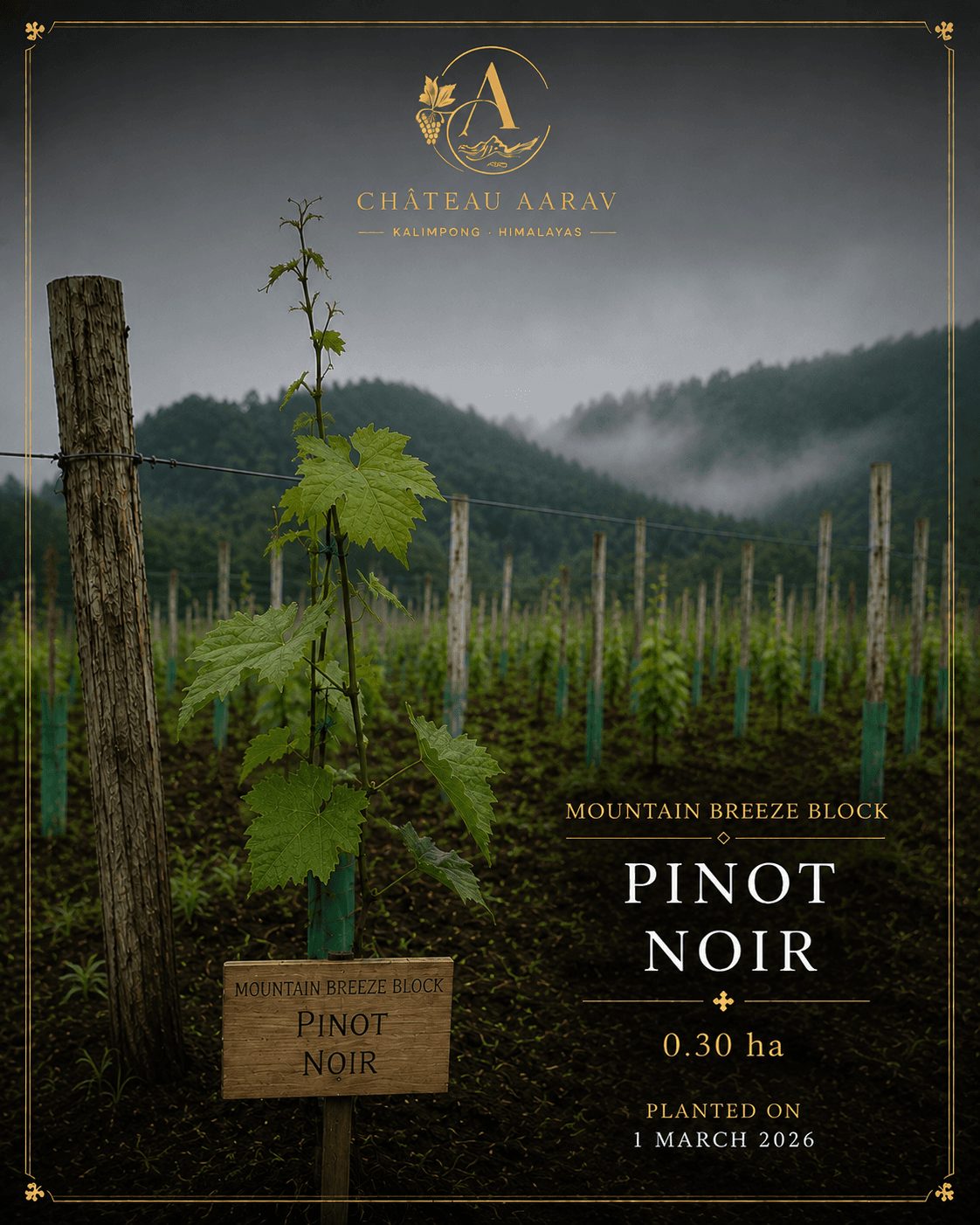 Pinot Noir vines at Château Aarav